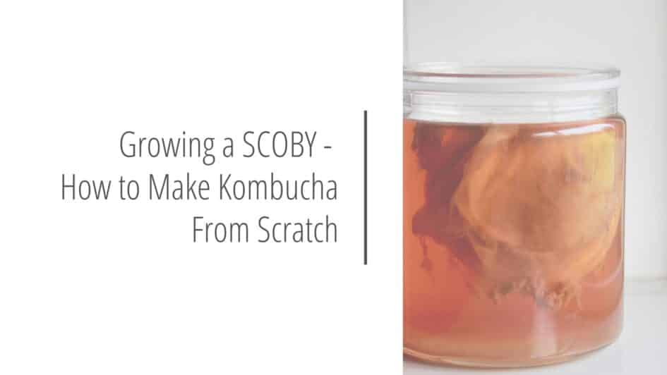 Post header image that reads Growing a SCOBY - How to Make Kombucha From Scratch